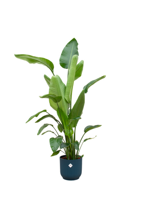 Strelitzia Nicolai inclusief elho Vibes Fold Round blauw - 160cm - Ø30