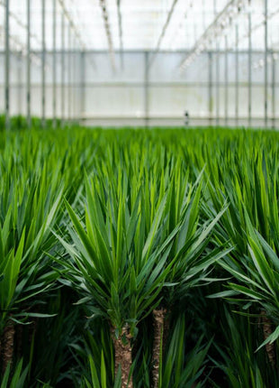 Palm 90cm - Tropische Kamerplant