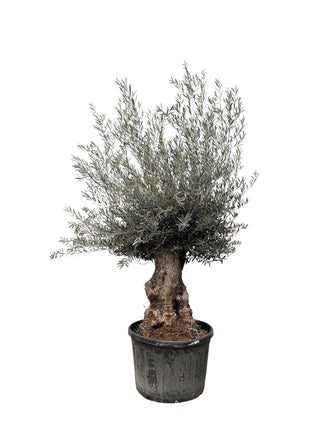 Olea Europaea on stem - Kamerplant