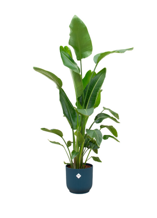 Strelitzia Nicolai 160cm - Paradijsvogelplant