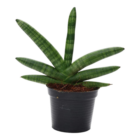 Sansevieria 25cm - Vrouwentong | Luchtzuiverend
