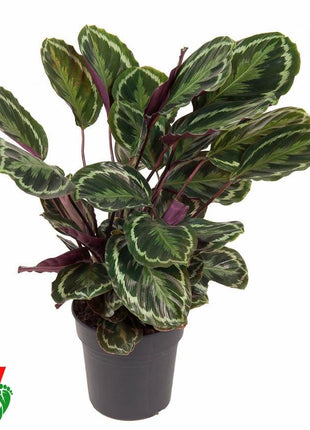 Calathea Medallion - 80 cm - Ø24cm