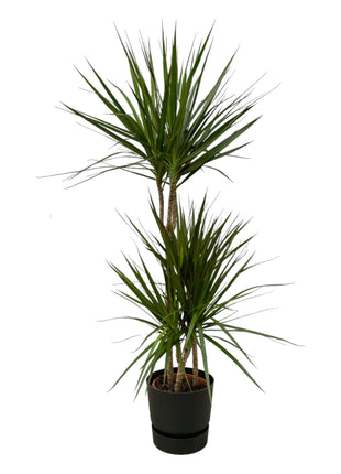 Dracaena 120cm - Luchtzuiverende Kamerplant