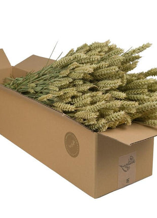 Droogbloemen - Tarwe (Triticum) - Natural - 4 bosjes - ↕60cm