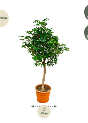 Schefflera on stem - Kamerplant