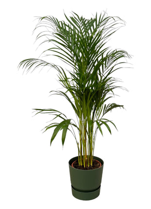 Areca Palm 130cm - Luchtzuiverende Kamerplant met Pot