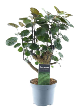 Polyscias Fabian - 45 cm - ø12