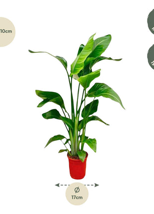 Strelitzia Nicolai - 80-100 cm - ø17