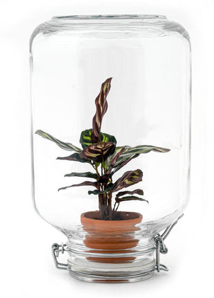 Easyplant - Zelfvoorzienende Kamerplant in Gesloten Ecosysteem