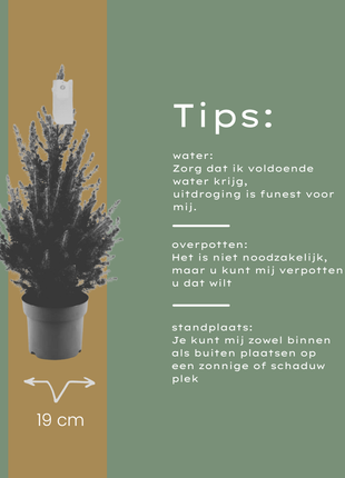 Kleine Kerstboom 70cm - Picea Glauca Conica - Echte Kerstboom