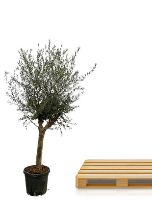 Olea Lorc - Kamerplant