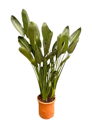 Strelitzia Reginae XXL - 200cm - ø50
