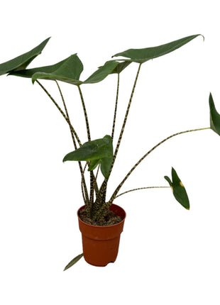 Alocasia Zebrina - 80 cm - Ø21cm