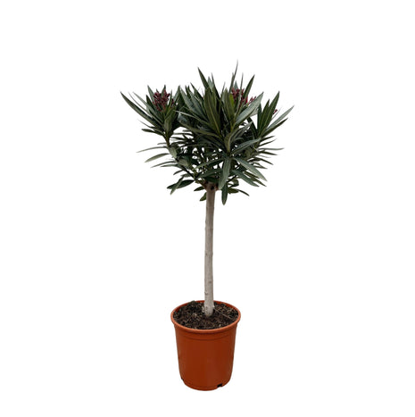 Nerium Oleander on stem with pink flower - Kamerplant