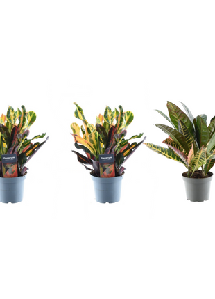 3x Croton Codiaeum mix - 30 cm - ø12