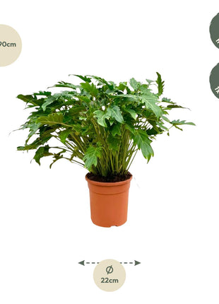 Philodendron 80cm - Tropische Kamerplant