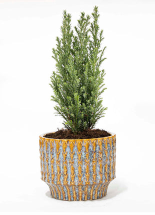 Kerstboom Ellwoodii - Met Pot Echo - 25-30cm - Kant en Klaar