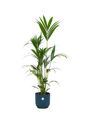 Kentia palm inclusief elho Vibes Fold Round blauw - 160cm - Ø30