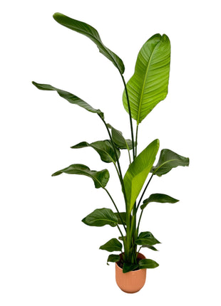 Strelitzia Nicolai inclusief elho Vibes Fold Round roze - 130 cm - Ø18