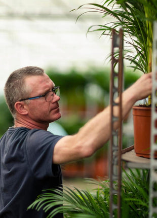 Palm 90cm - Tropische Kamerplant