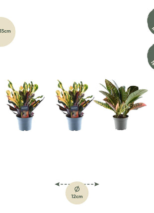 3x Croton Codiaeum mix - 30 cm - ø12