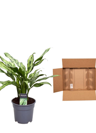 Aglaonema Juliette - Chinese Evergreen - 40cm - Luchtzuiverend - Ø12cm