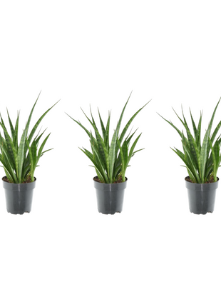 3x Sansevieria Kirkii - 38 cm - ø12