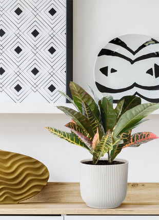 Codiaeum variegatum 'Petra' - 30 cm - ø12