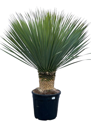 Yucca 90cm - Sterke Kamerplant
