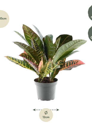 Codiaeum variegatum 'Petra' - 30 cm - ø12