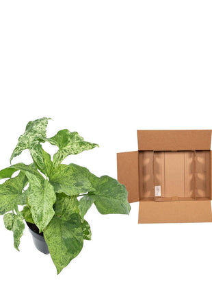 Syngonium Mottled - Kamerplant