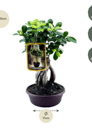 Ficus 30cm - Klassieke Kamerplant