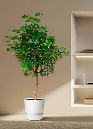 Schefflera on stem - Kamerplant