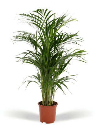 Areca palm - Ø17cm - ↕70cm