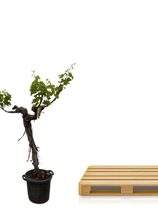 Druivenboom (Vitis Vinifera) stam vertakt - 220cm - ø55