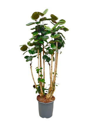 Polyscias Fabian XXL – 150 cm | Luxe luchtzuiverende kamerplant | Glanzend blad & tropische uitstraling - Kamerplant