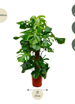 Monstera 150cm - Gatenplant Kamerplant