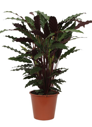 Calathea Wavestar - 80 cm - Ø19cm