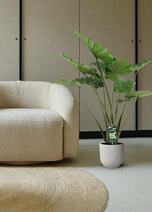 Alocasia Portodora - 140 cm - Ø34cm