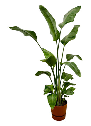 Strelitzia Nicolai inclusief elho Greenville Round bruin - 170 cm - Ø30