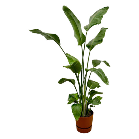 Strelitzia Nicolai inclusief elho Greenville Round bruin - 170 cm - Ø30