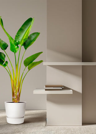 Strelitzia Augusta - 160 cm - Ø21-24cm