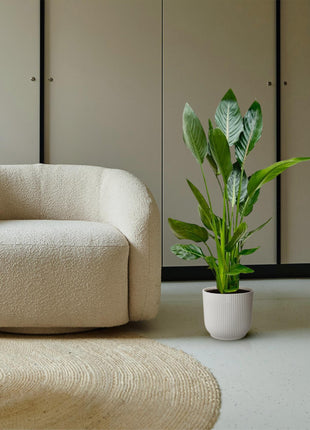 Strelitzia Nicolai 120cm - Paradijsvogelplant