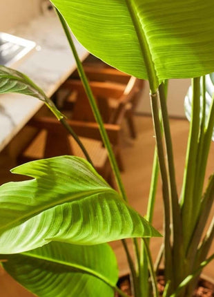 Strelitzia nicolai - 180 cm - In zwarte pot - Kunstplant