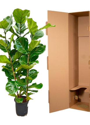 Ficus 100cm - Klassieke Kamerplant