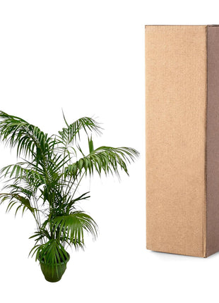 Palm 275cm - Tropische Kamerplant