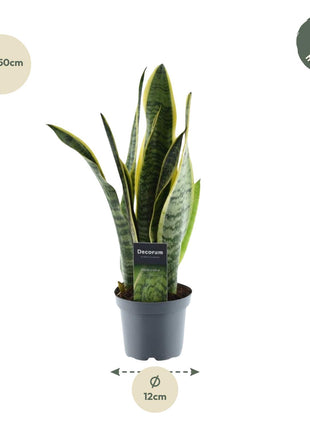 Sansevieria 45cm - Vrouwentong | Luchtzuiverend