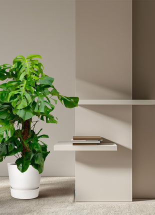 Monstera 150cm - Gatenplant Kamerplant