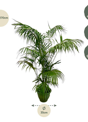 Palm 275cm - Tropische Kamerplant