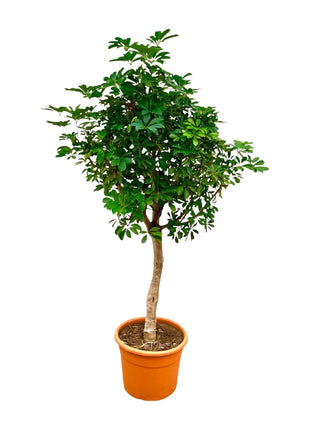 Schefflera on stem - Kamerplant